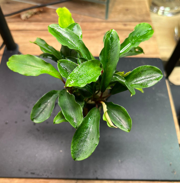 Bucephalandra Theia (1709 / 1 POT) – Green Chapter