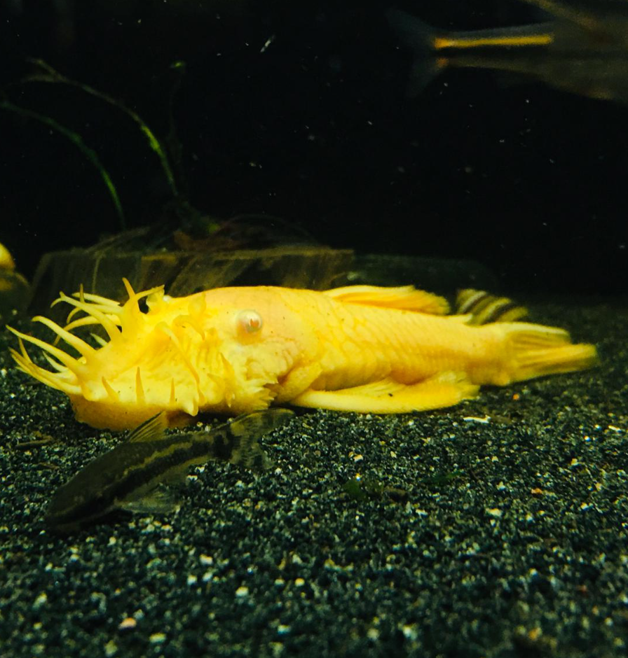 Ancistrus sp L144 (4" long / Broad Body / 1 PAIR)