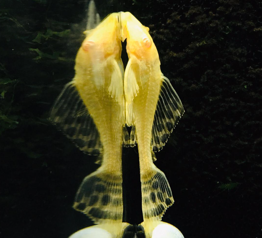 Albino Pleco (3")