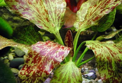 Echinodorus Red Flame (1 POT)