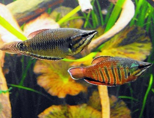 Samurai Gourami 