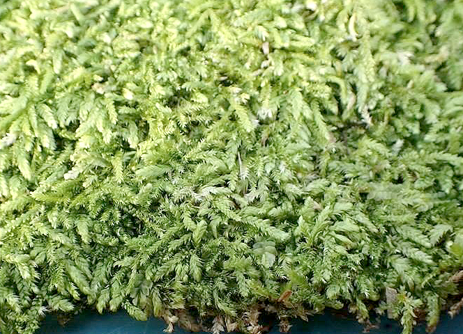 Moss (Type B / 10 x 10cm)