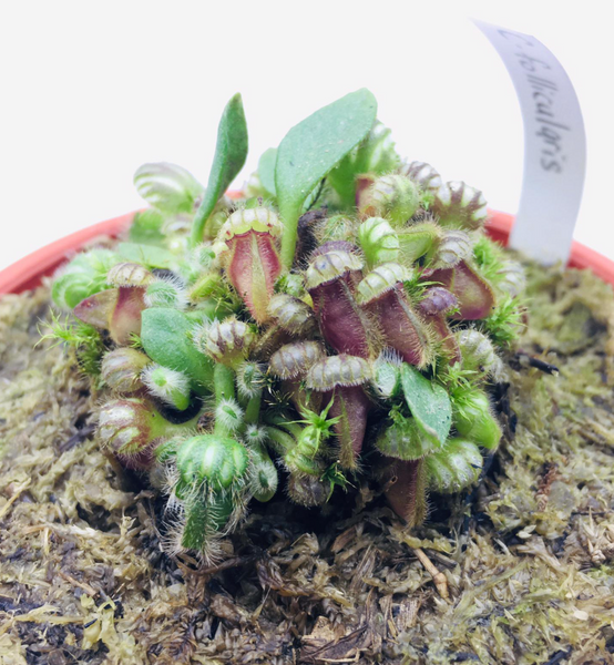 Cephalotus follicularis (S) – Green Chapter