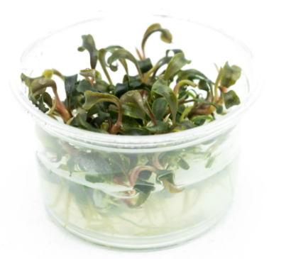 ORIENTAL TC (Bucephalandra brownie 'Ghost' / C31677) – Green Chapter ORIENTAL TC (Bucephalandra brownie 'Ghost' / C31677) – Green Chapter