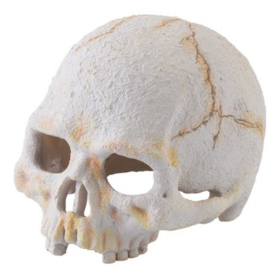 EXO-TERRA Primate Skull