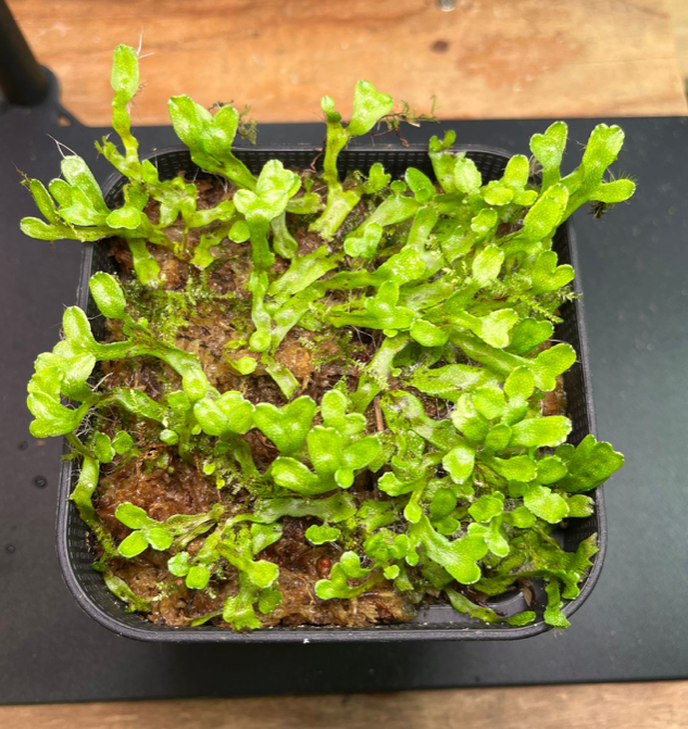 Thallose liverworts (Big fronds / 10x10cm)