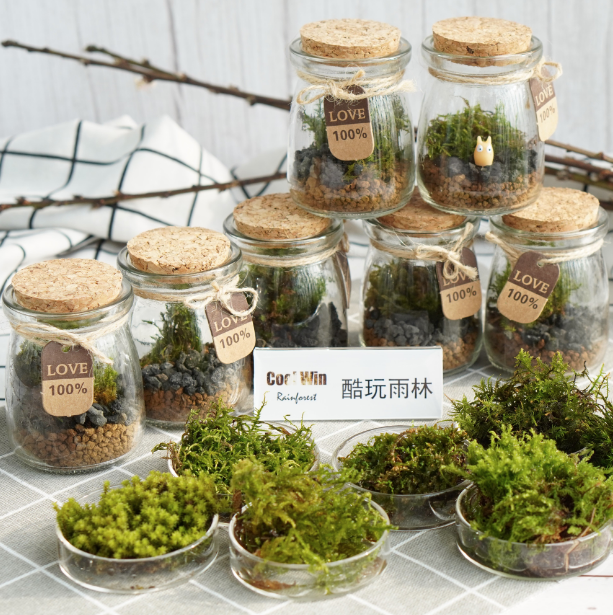 DOORGIFT TERRARIUMS Mini Jar Pack (D6.5 x H9cm / 100 Sets)