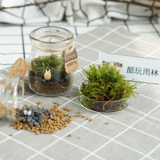 DOORGIFT TERRARIUMS Mini Jar Pack (D6.5 x H9cm / 100 Sets)