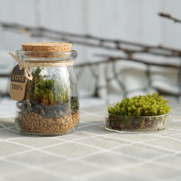 DOORGIFT TERRARIUMS Mini Jar Pack (D6.5 x H9cm / 100 Sets)