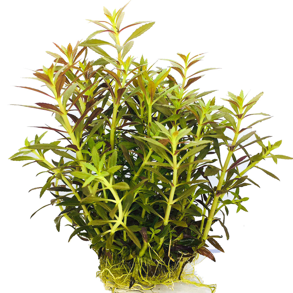 Wabi Kusa (Stem / Limnophila hipporides)