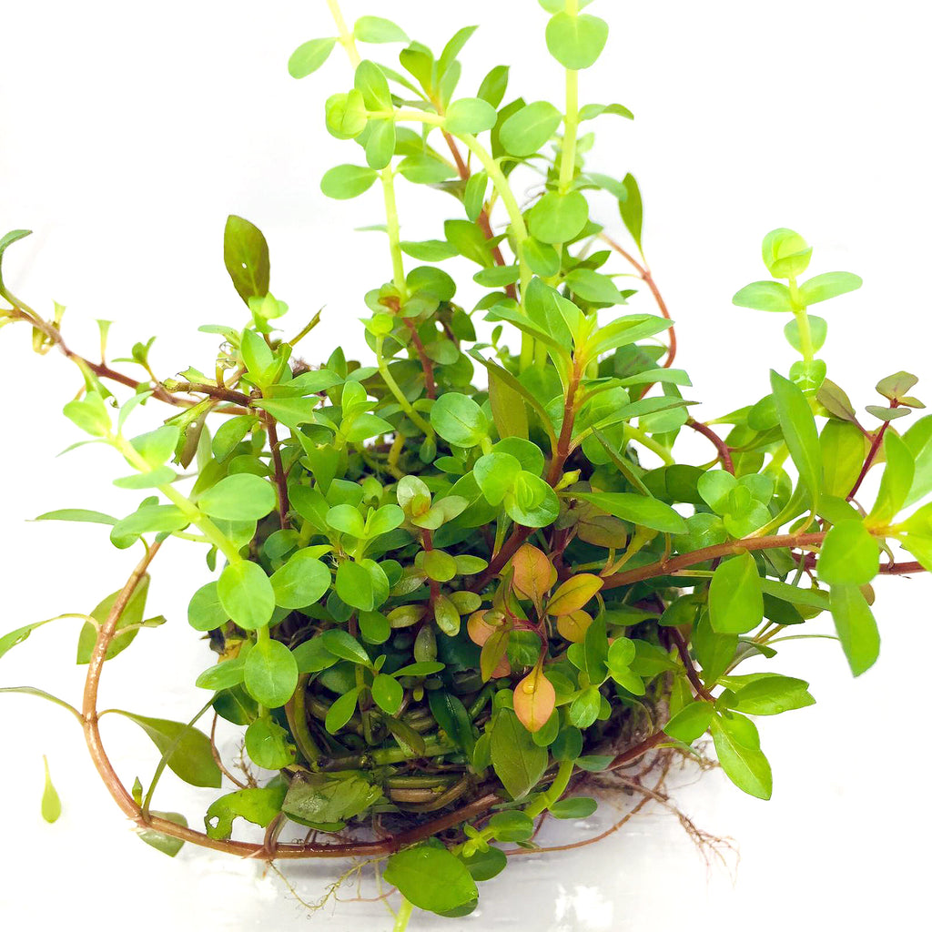 Wabi Kusa (Stem / Assorted Stem Rotala Ludwigia #2)