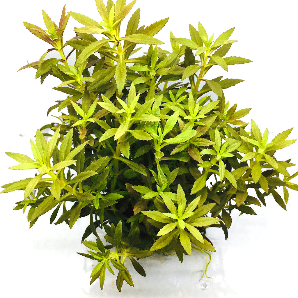 Wabi Kusa (Stem / Limnophila hipporides)