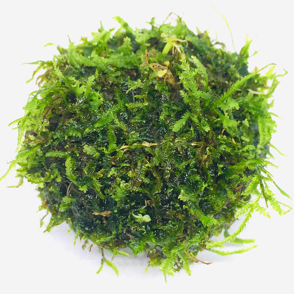 Wabi Kusa (Moss)