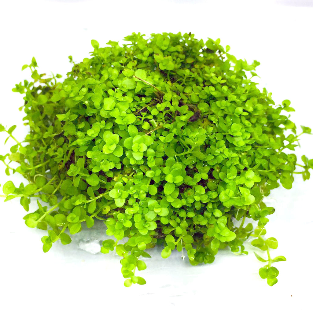 Wabi Kusa (Monte Carlo)