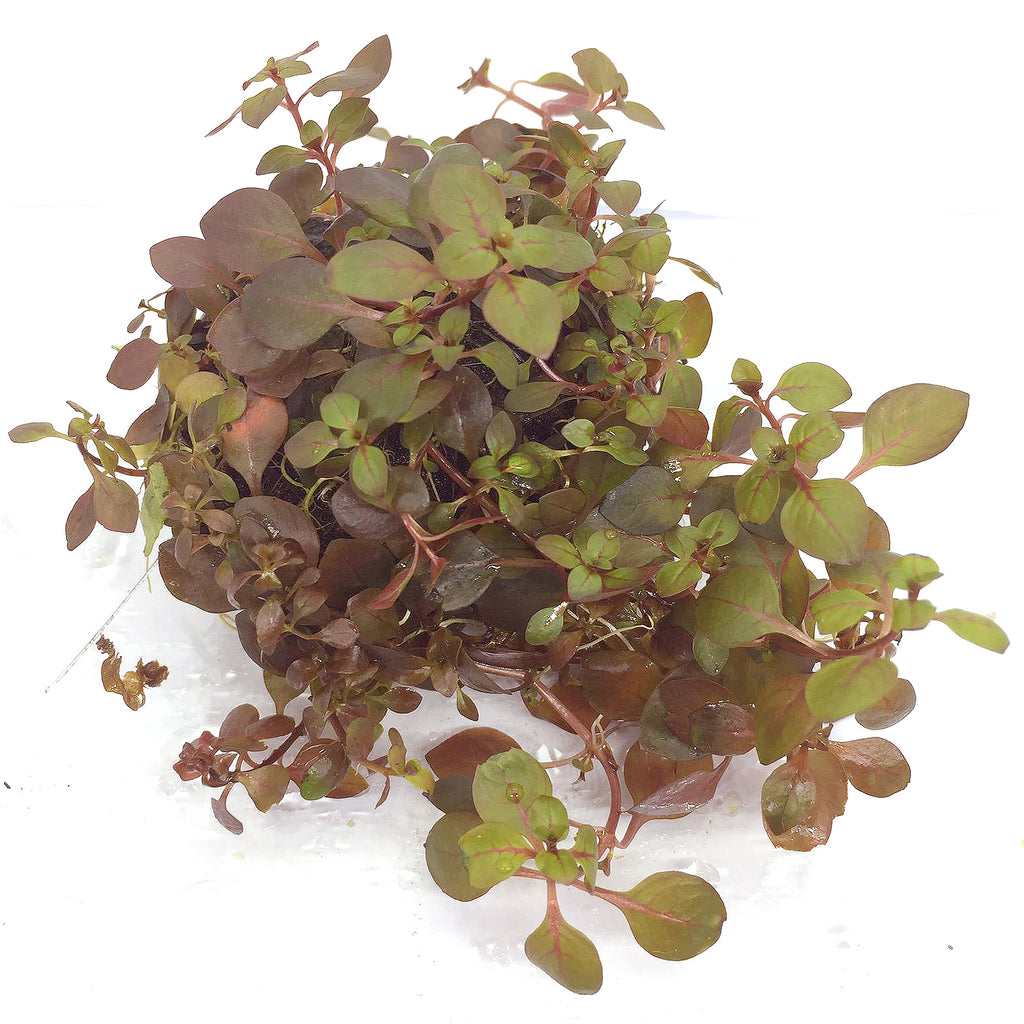 Wabi Kusa (Ludwigia Super Red)