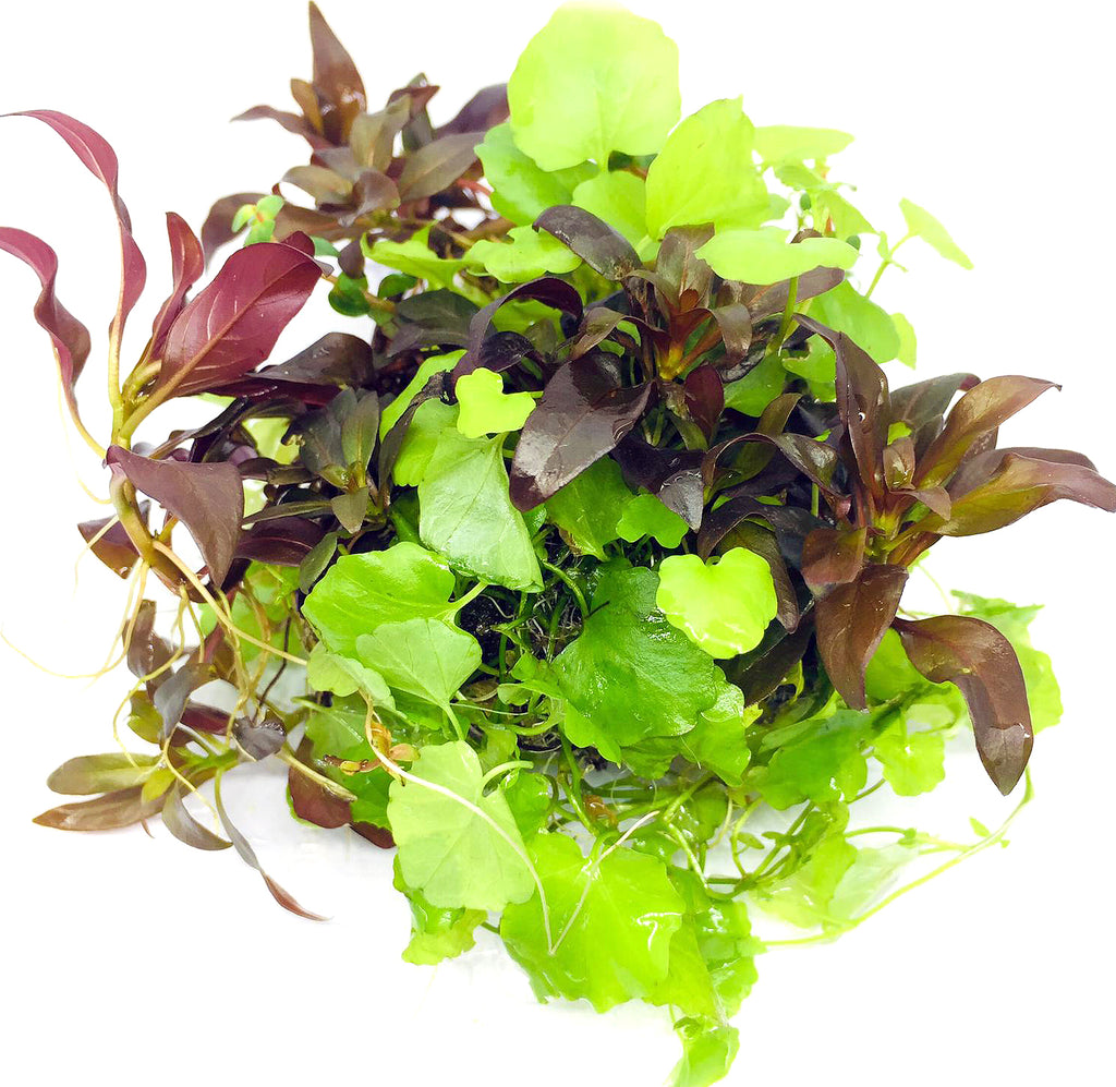 Wabi Kusa (Stem / Ludwigia glandulosa on Lyrata)