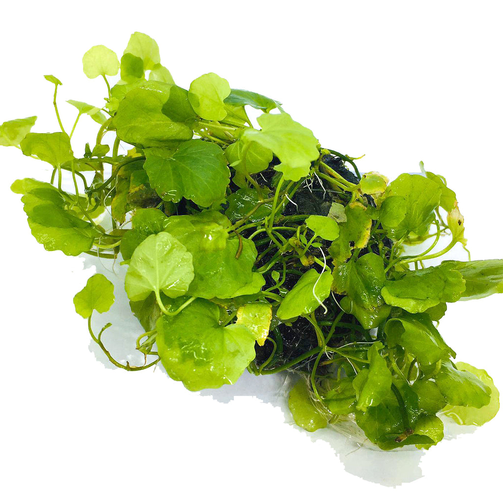 Wabi Kusa (Stem / Cardamine lyrata)