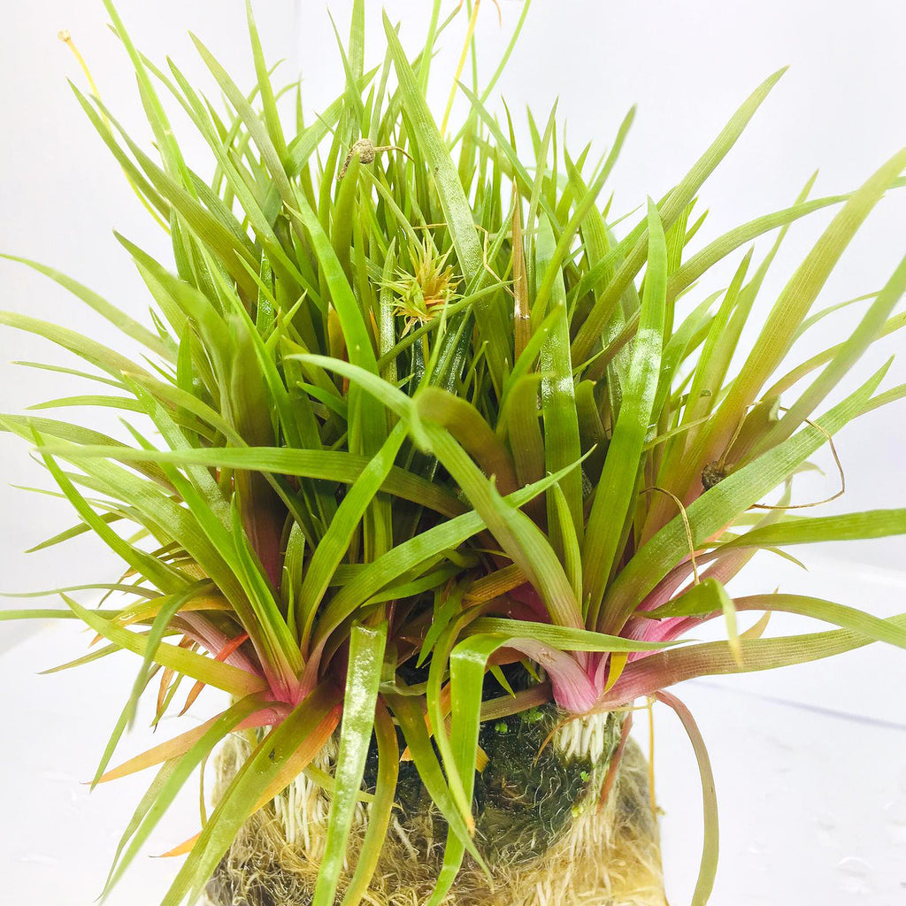 Wabi Kusa (Eriocaulon quinquangulare Red)