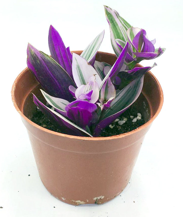 Tradescantia purple variegated