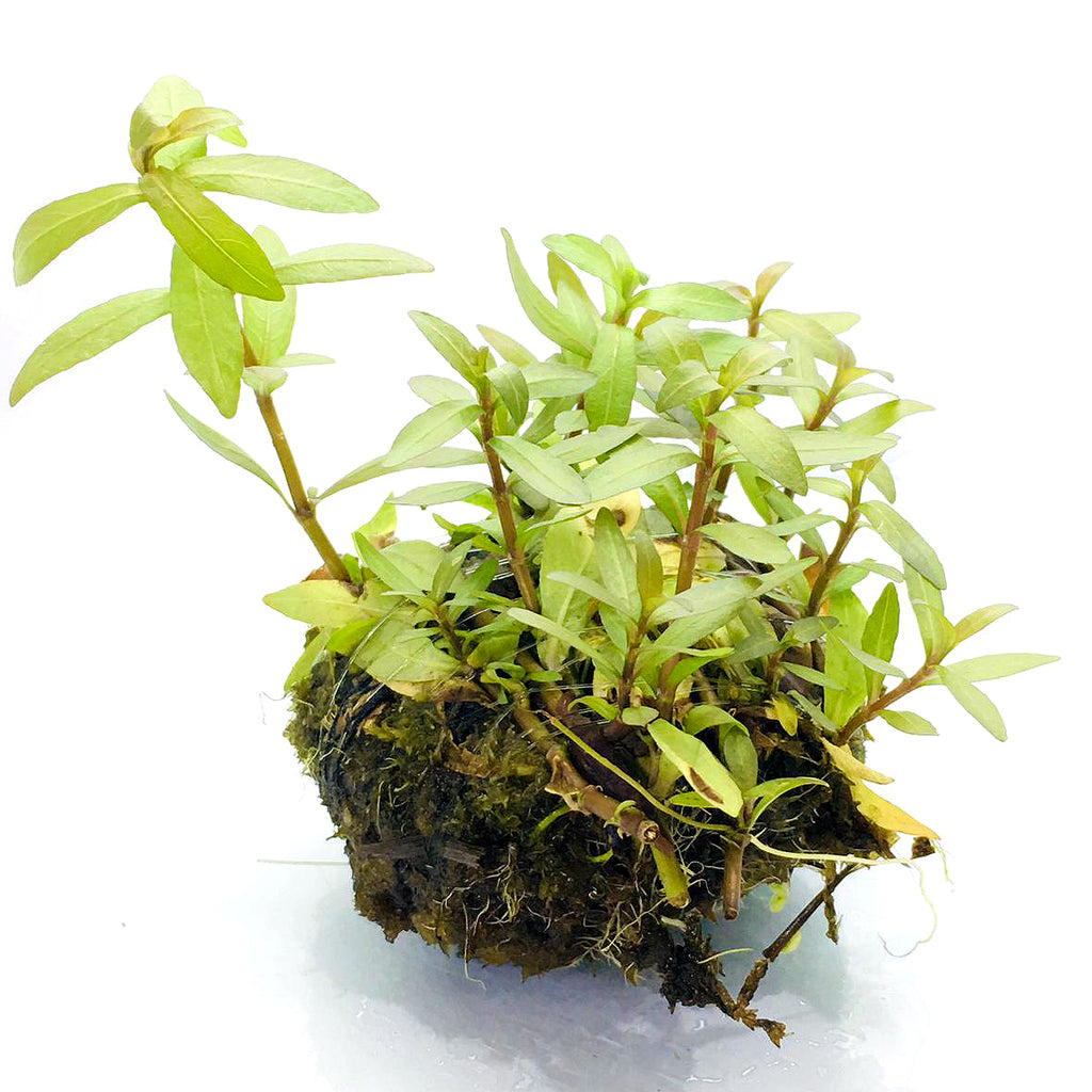 Wabi Kusa (Hygrophila sunset)