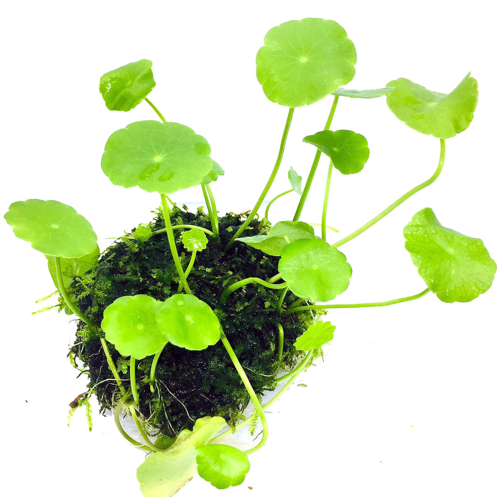 Wabi Kusa (Pennywort)