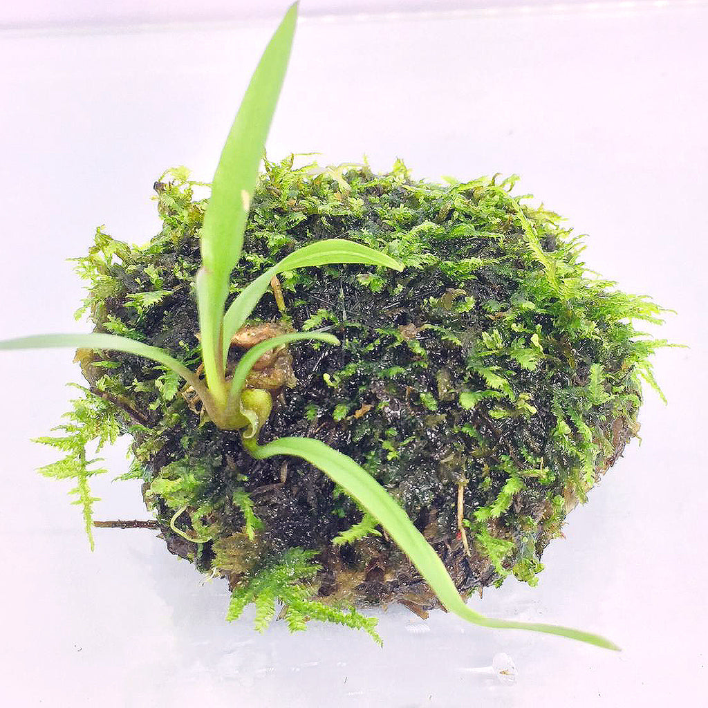 Wabi Kusa (Stem / Cryptocoryne spiralis)