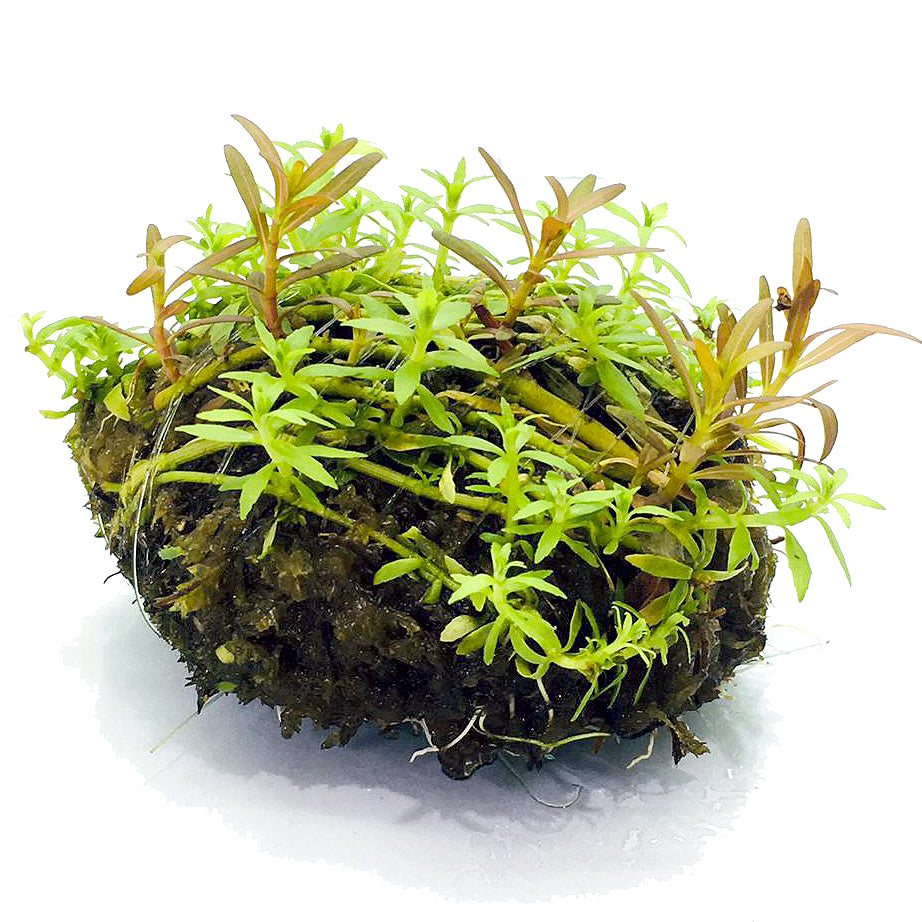 Wabi Kusa (Rotala hra + Limnophila vietnam mini)