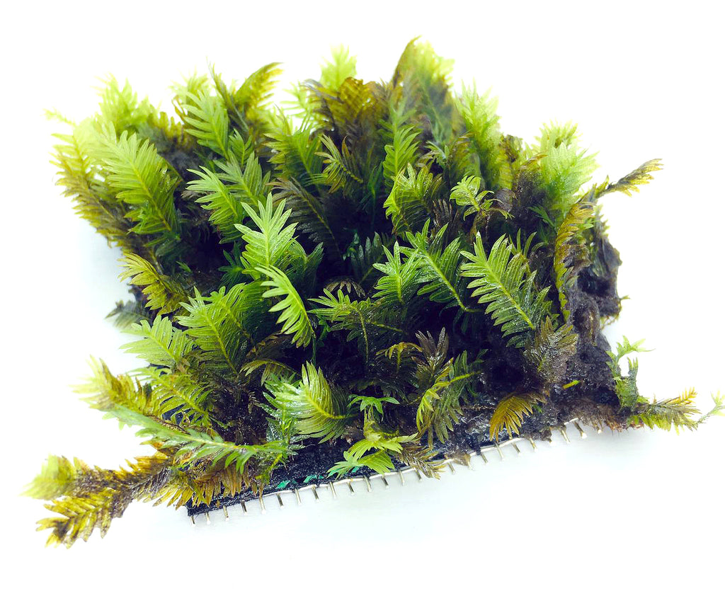 Fissiden On Mesh (3" x 3")