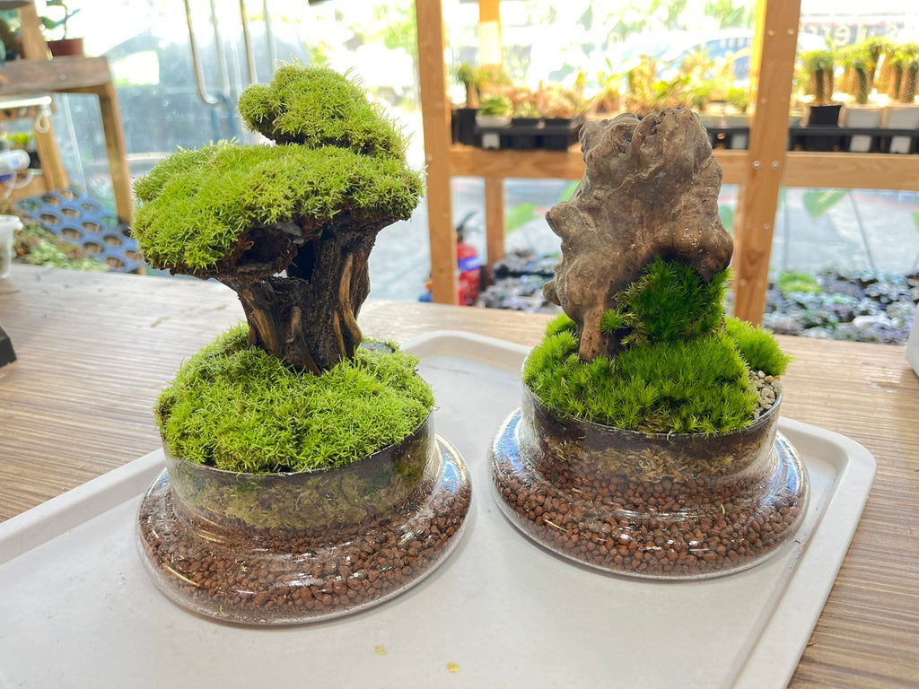 CUSTOM DESIGN Terrarium (Dome)