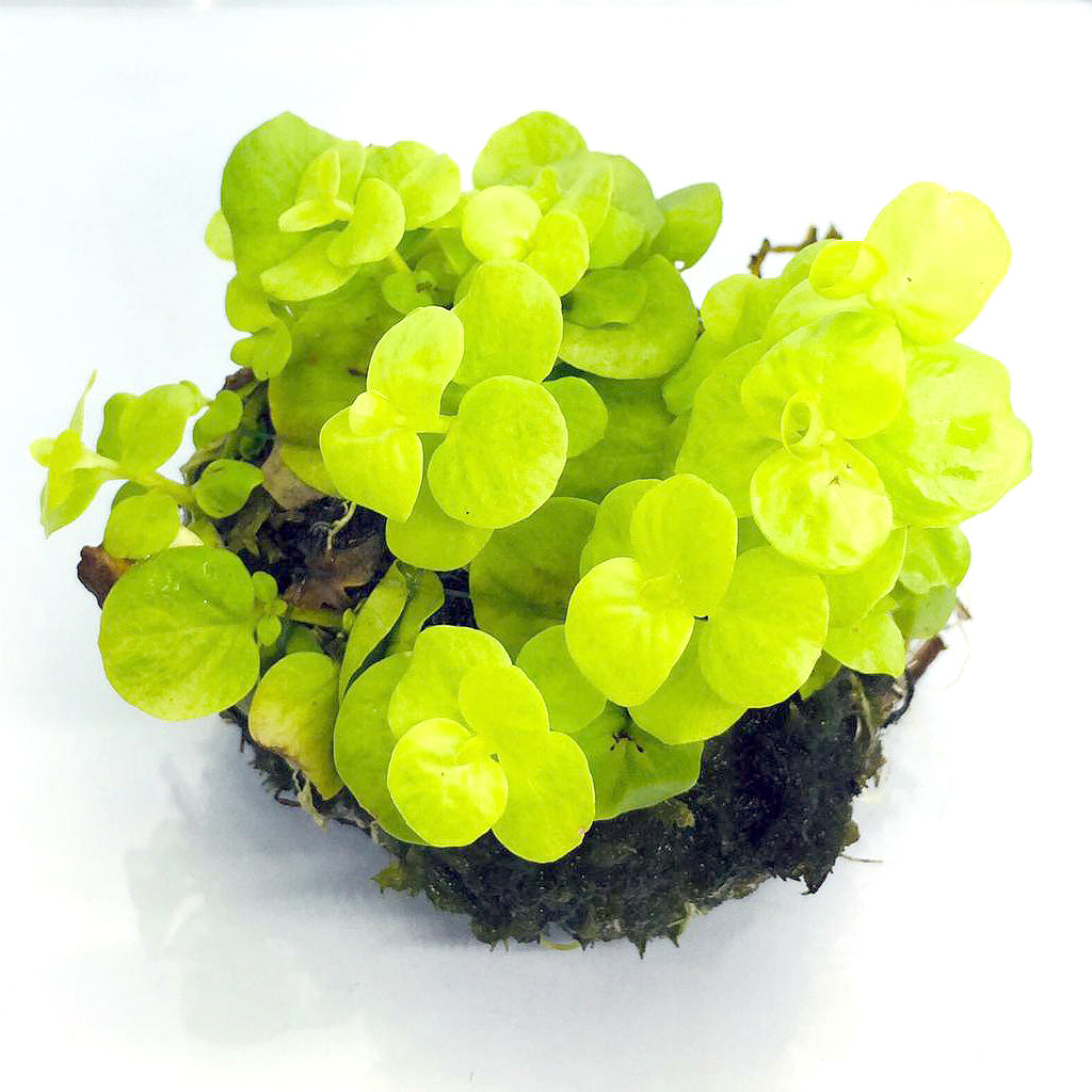 Wabi Kusa (Stem / Lysimachia nummularia aurea)