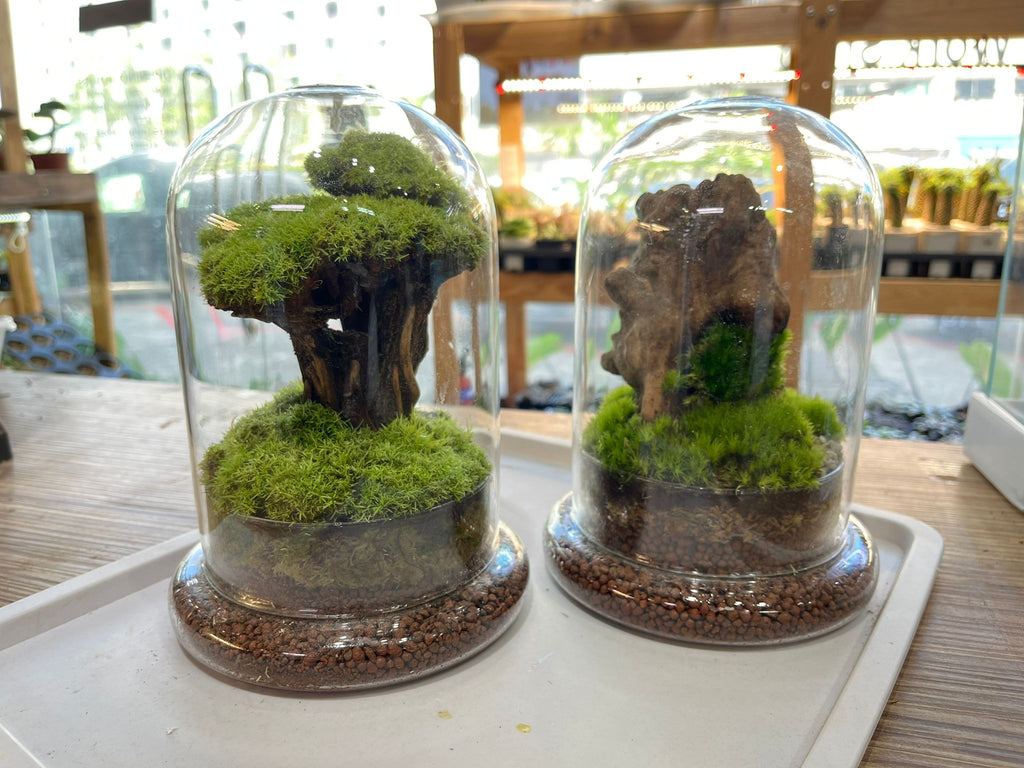 CUSTOM DESIGN Terrarium (Dome)