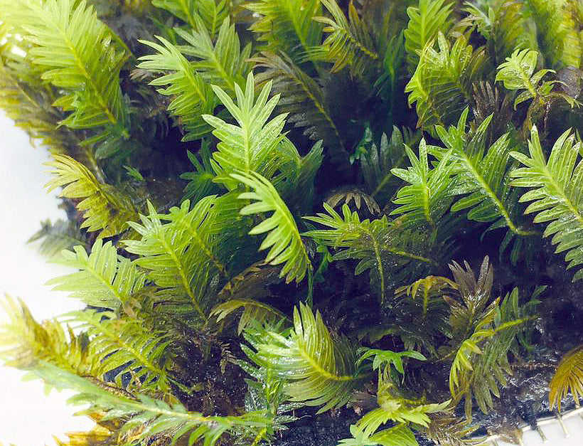 Fissiden On Mesh (3" x 3")