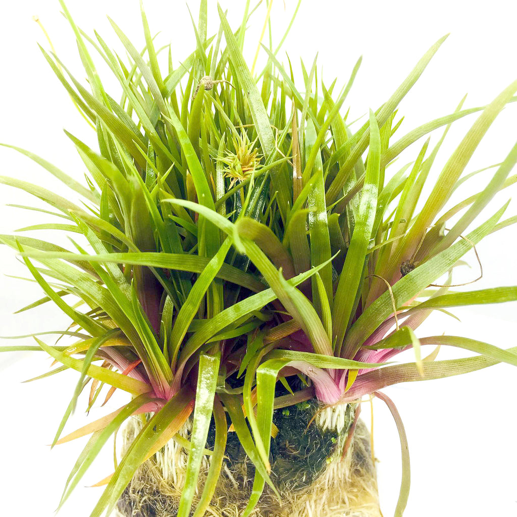 Wabi Kusa (Eriocaulon quinquangulare Red)