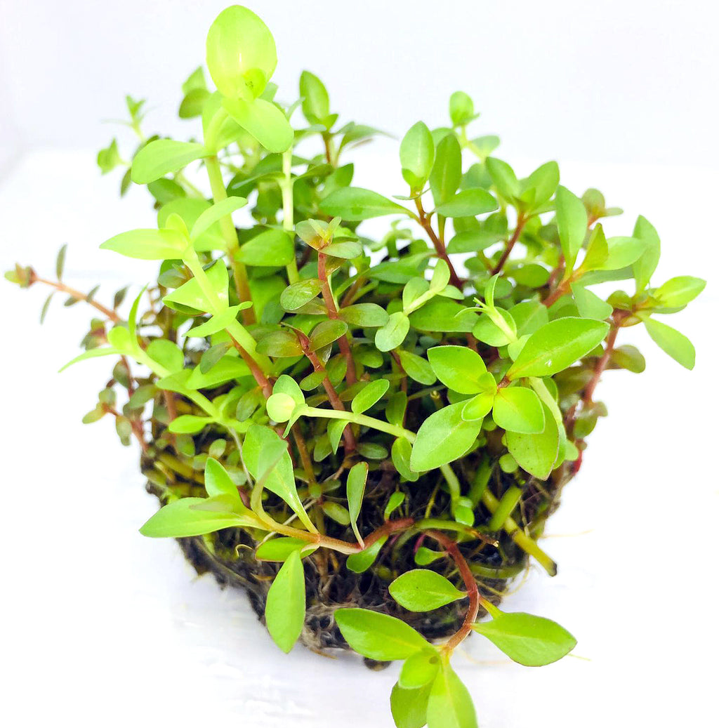 Wabi Kusa (Stem / Assorted Rotala Ludwigia)
