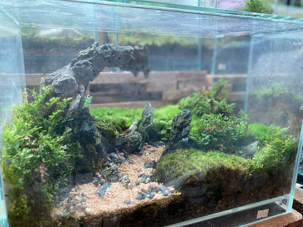 CUSTOM DESIGN Terrarium A250 (Sky Box / 36x22x26cm)