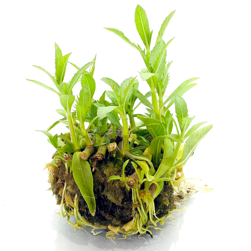 Wabi Kusa (Hygrophila balasimica)