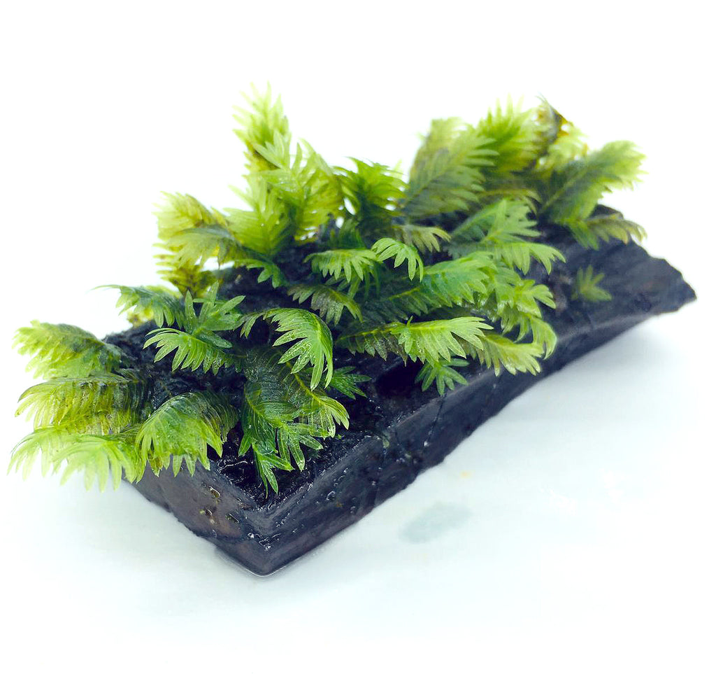 Fissiden On Wood (3-4")