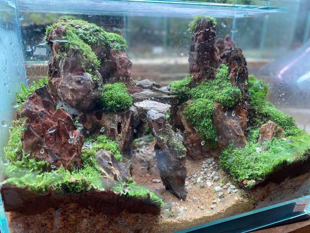 CUSTOM DESIGN Terrarium B300 (Sky Box / 36x22x26cm)