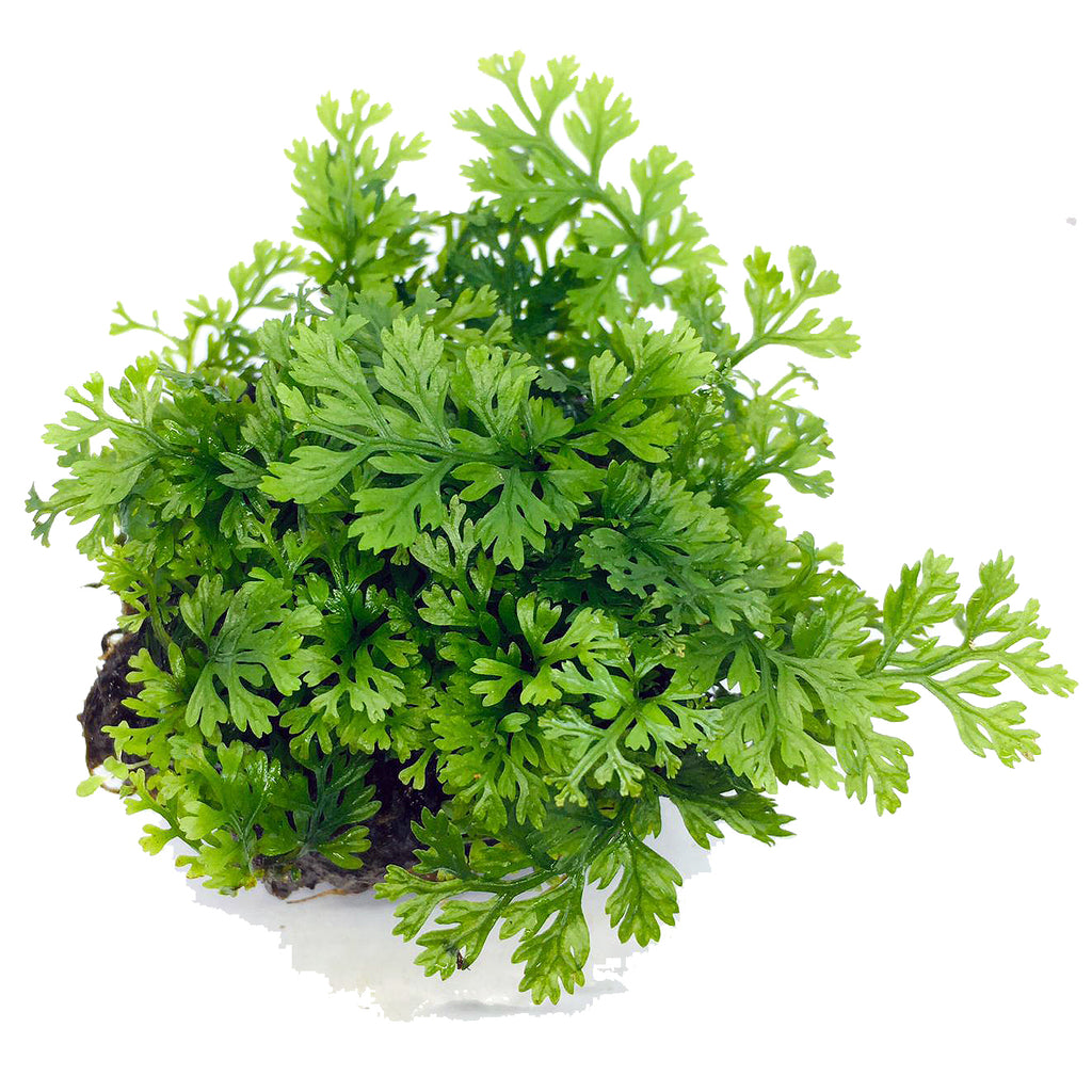 Wabi Kusa (Stem / Mini Bolbitis)