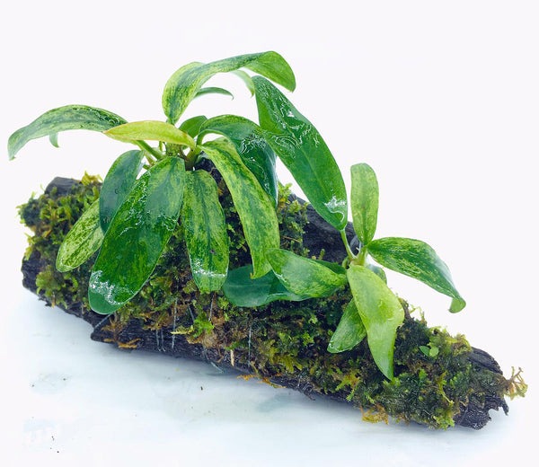 Anubias barteri var glabra variegated (On Wood / With Moss) – Green Chapter