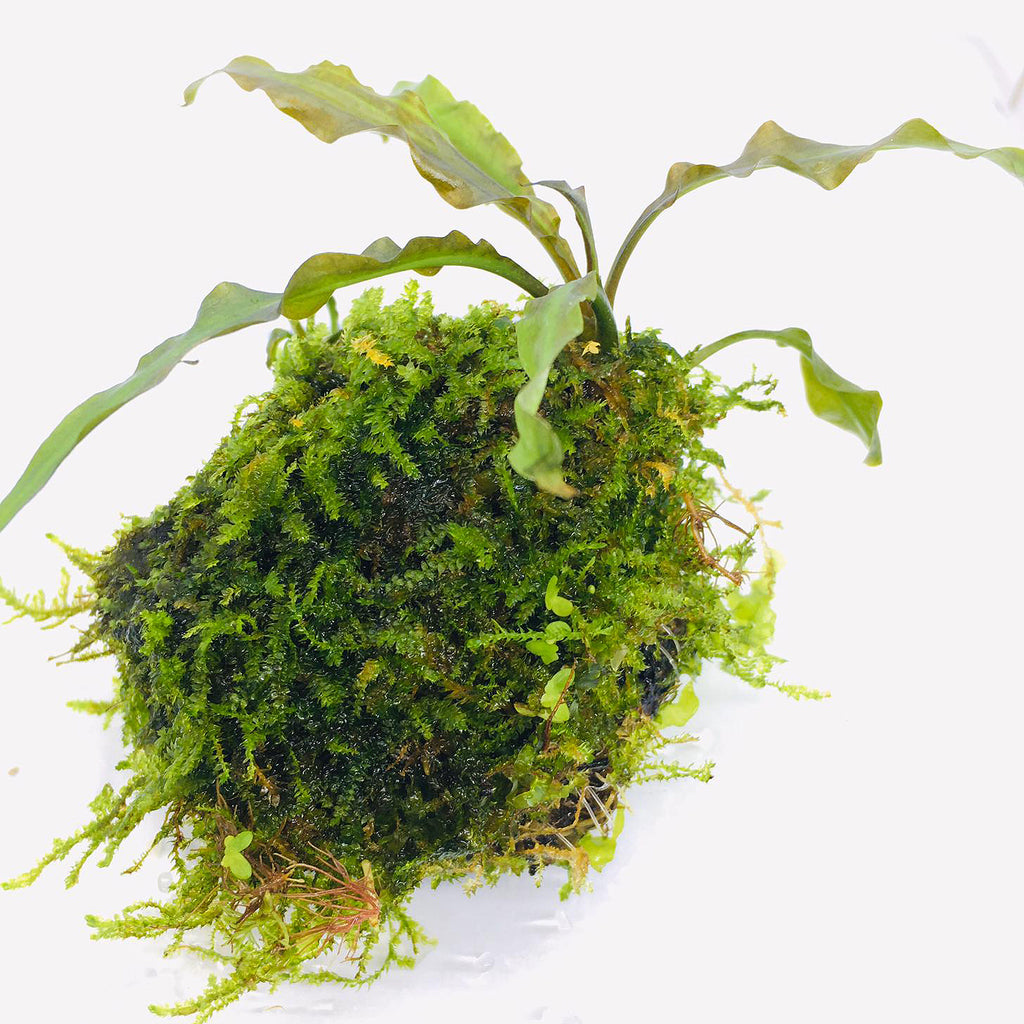 Wabi Kusa (Stem / Cryptocoryne albida on Moss