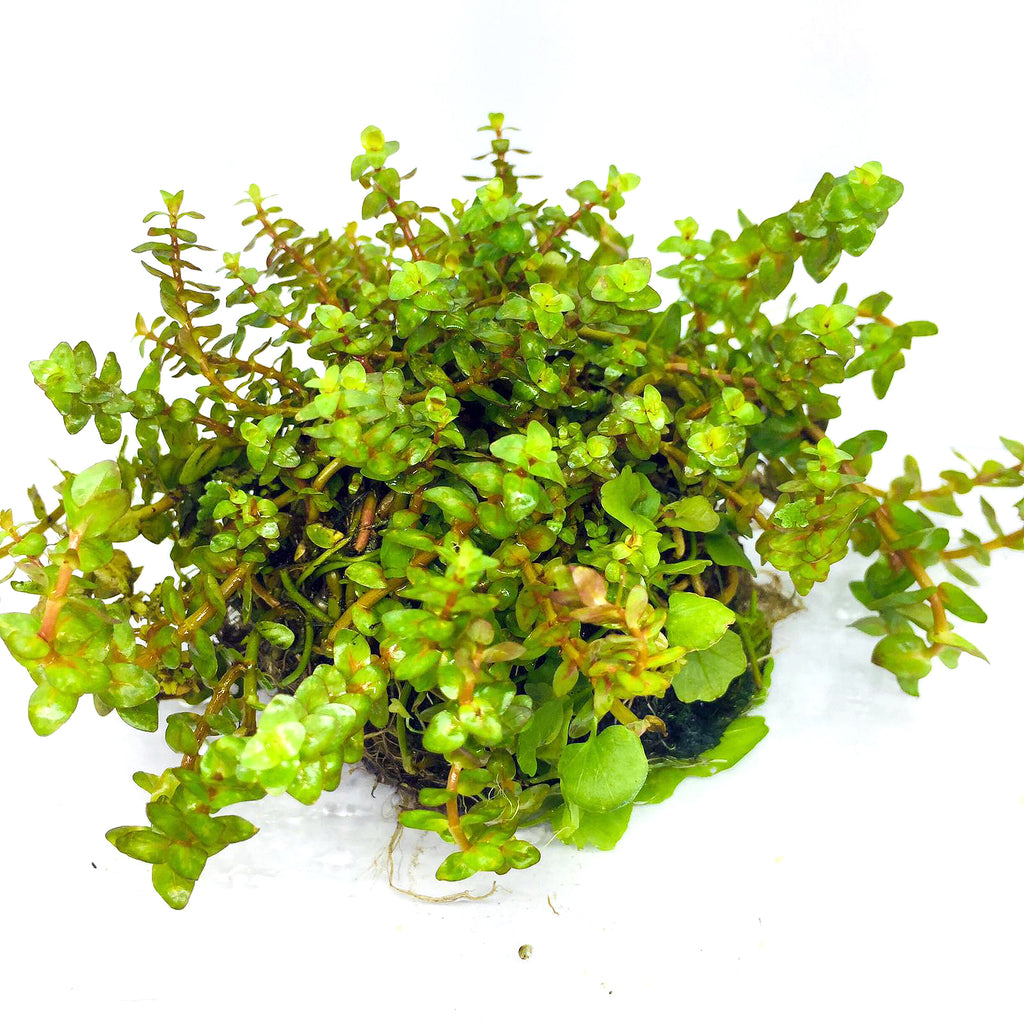 Wabi Kusa (Rotala pearl)