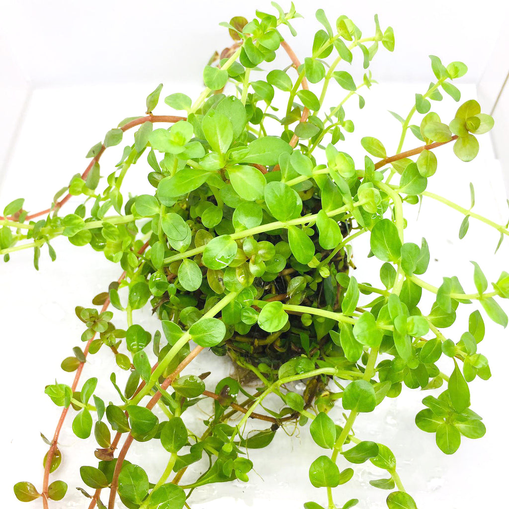 Wabi Kusa (Stem / Rotala green)