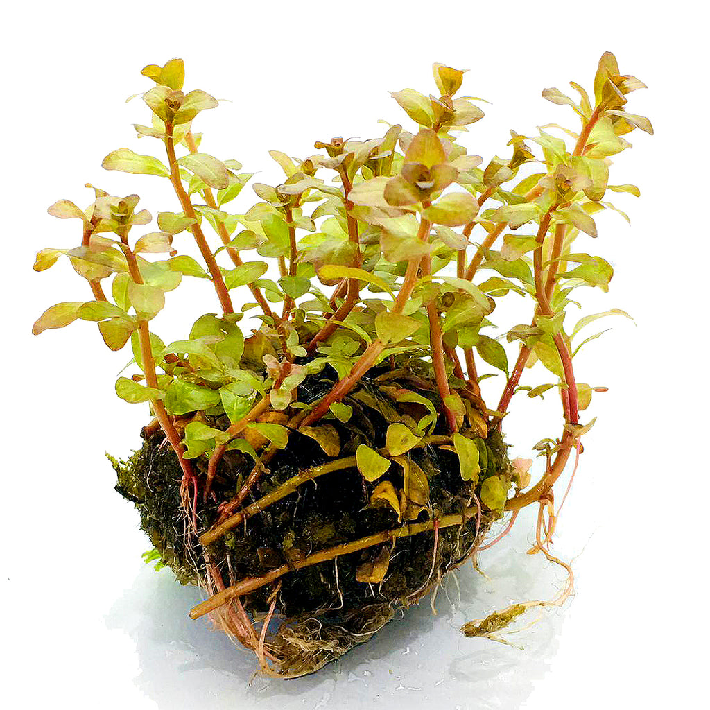 Wabi Kusa (Ludwigia sp guinea 'RED LIP')