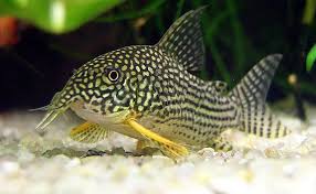 Corydoras (Sterbai)