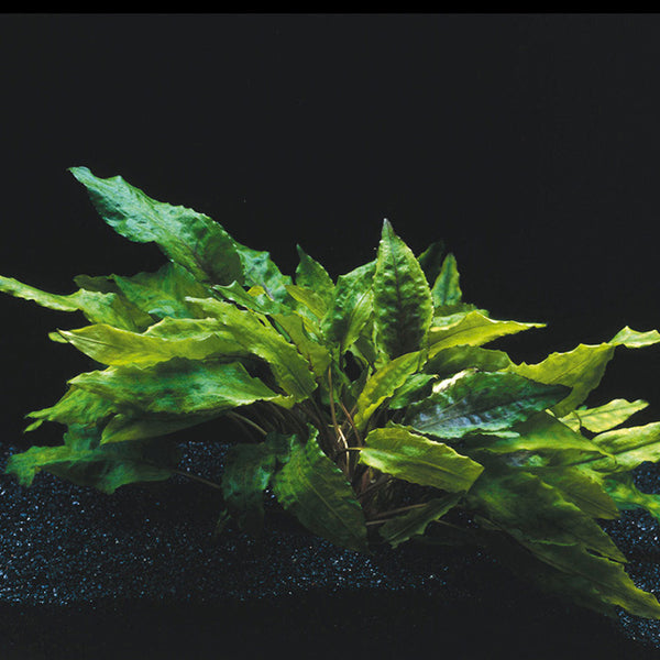 WP679_grande.jpg?v=1587796170