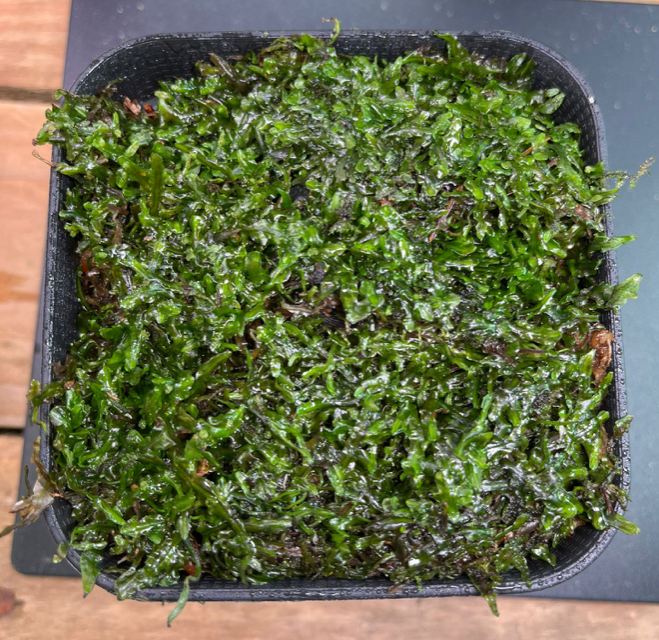 Liverwort spp (10 x 10cm)
