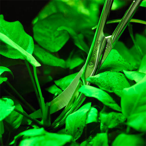 BorneoWild Rhino Cutters (27cm)