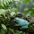 How Do New Frog Morphs Develop? From Genetic Mutation To Selective Breeding