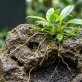 Why Constantly Wet Doesn't Always Mean Waterlogged